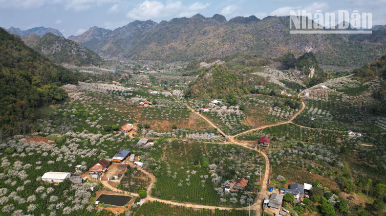 The distinctive white plum blossoms flourish in abundance throughout the valleys of the Thai and H’Mong ethnic communities in Son La. The distinctive white plum blossoms flourish in abundance throughout the valleys of the Thai and H’Mong ethnic communities in Son La.