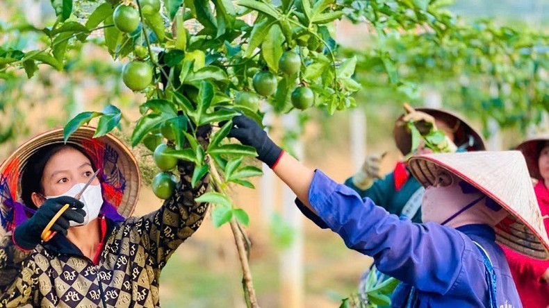 With the passion fruit cultivation model, dozens of families in Si Pa Phin Commune have escaped poverty. (Photo: THANH DAT)