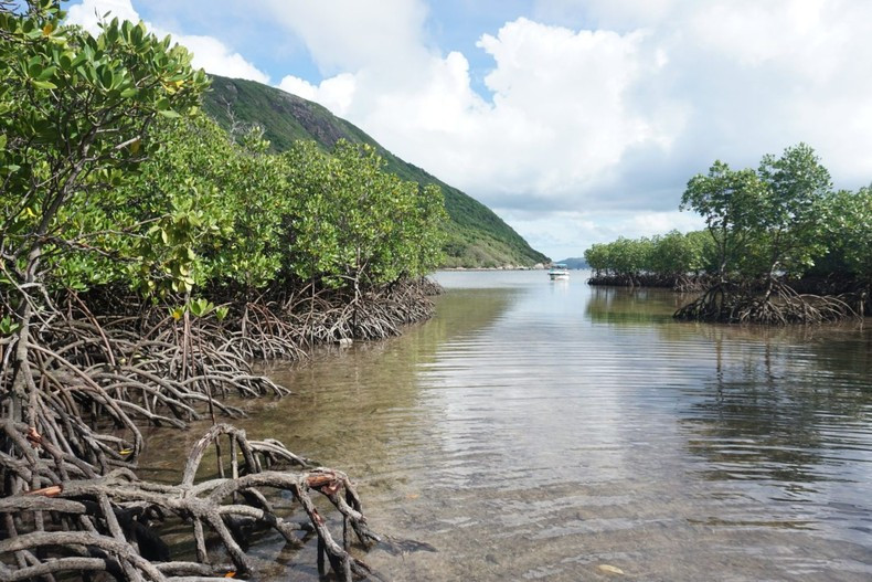 Planting coastal mangrove forests to protect the environment. Planting coastal mangrove forests to protect the environment.
