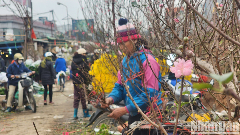 Peach blossoms herald the arrival of spring.