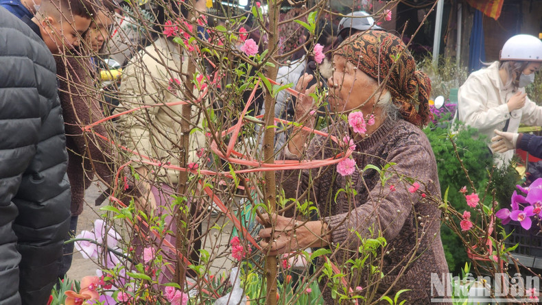 An old lady with a branch of peach blossoms grown in Quang Ba.