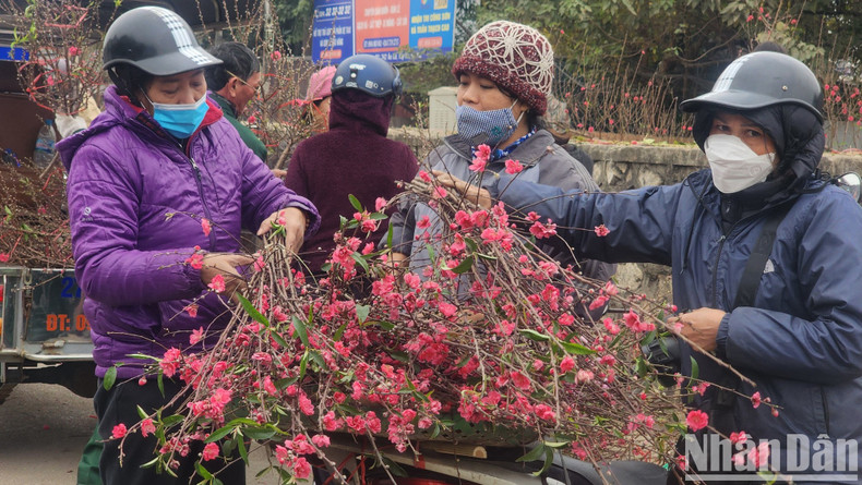 Peach blossoms are an indispensable part of Tet.