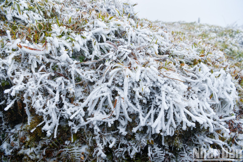 The flora on Mount Fansipan is covered in snow. The flora on Mount Fansipan is covered in snow.