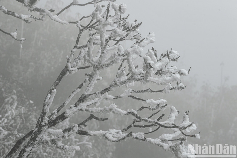 “Snow flowers” are formed on the tree branches. “Snow flowers” are formed on the tree branches.