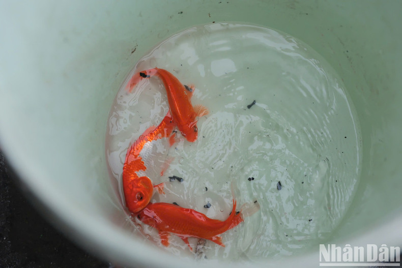To avoid environmental pollution the fish were put into buckets, while the plastic bags were kept by those releasing the fish. To avoid environmental pollution the fish were put into buckets, while the plastic bags were kept by those releasing the fish.