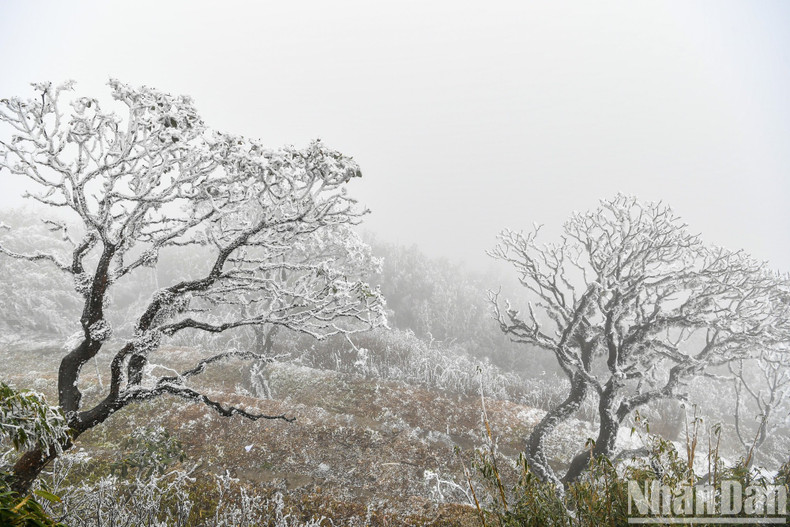 Rhododendron trees, which are hundreds of years old, are covered in snow. Rhododendron trees, which are hundreds of years old, are covered in snow.