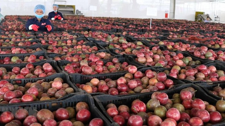 Passion fruit is one of Vietnam's main agricultural exports.