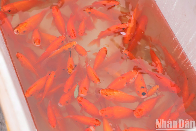 Once the containers are full, local police will assist in transporting them to the Red River for release. Once the containers are full, local police will assist in transporting them to the Red River for release.