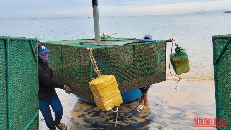 Farmers in Phu Yen are relocating their lobster cages to safety.