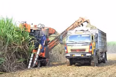 Sugarcane is harvested by machine in a concentrated raw material growing area in Nghe An Province.