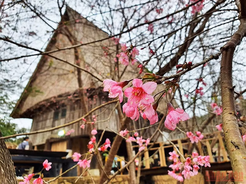 Brilliance of cherry blossom season in Kon Plong ảnh 7