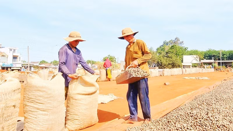 Enterprises and farmers build close cooperation for the sustainable development of the cashew industry.