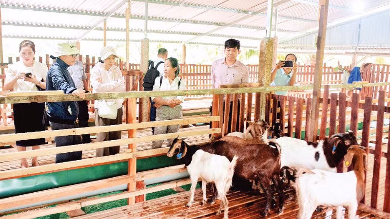 A goat farm linked to eco-tourism in Khanh Hoa Province.