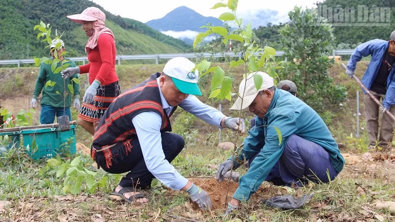Local residents in Da Nang join a campaign to plant large timber trees.