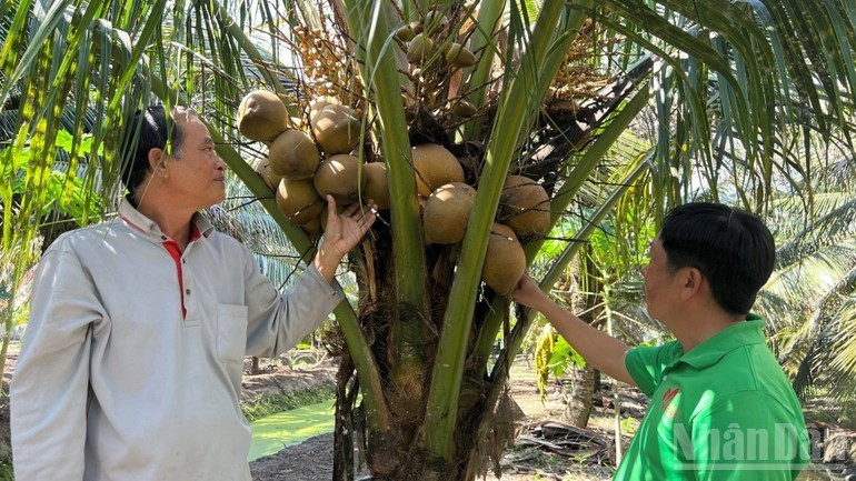 Coconut farming in line with organic standards in Tuong Da Commune, Vinh Long Province. (Photo: Hoang Trung)