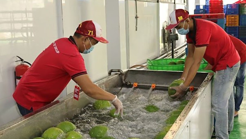 Sorting pomelos for export at Vina T&T Group. (Photo: Minh Ha)
