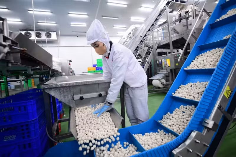 Large enterprises proactively integrate ESG criteria into their governance, production, supply chains, and sustainability branding strategies. (Photo: Do Bao)