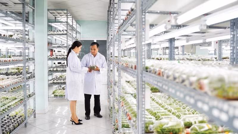 The plant tissue culture laboratory at the Ho Chi Minh City High-Tech Agricultural Park.