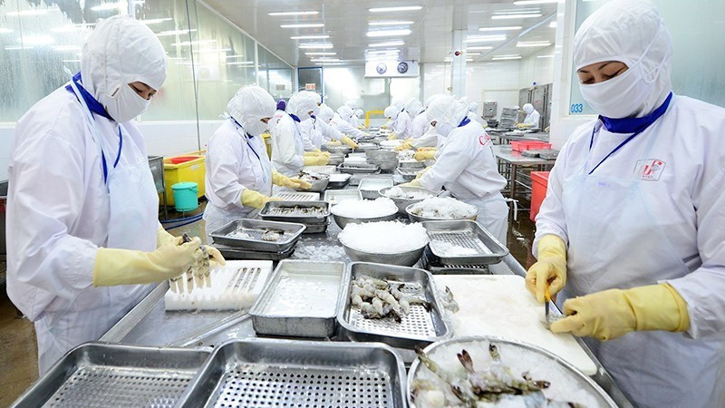 Processing shrimps for export at Cafatex. (Photo: NDO)
