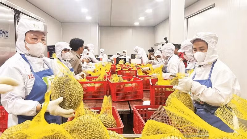A company in Vinh Long Province prepares and packages durians for export.
