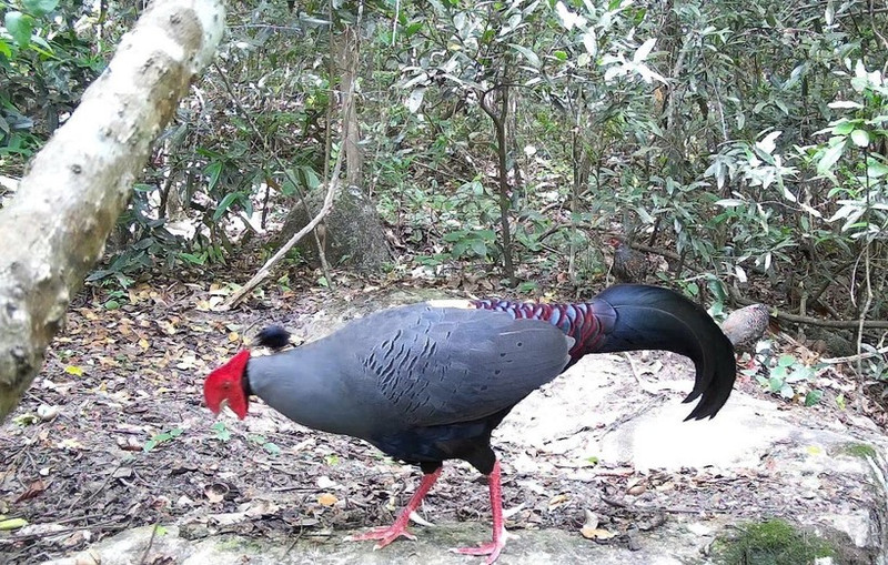 Siamese Fireback (Lopura diardi), listed in Viet Nam's Red Data Book, is recorded at the Ea So Nature Reserve. (Photo: VNA) 