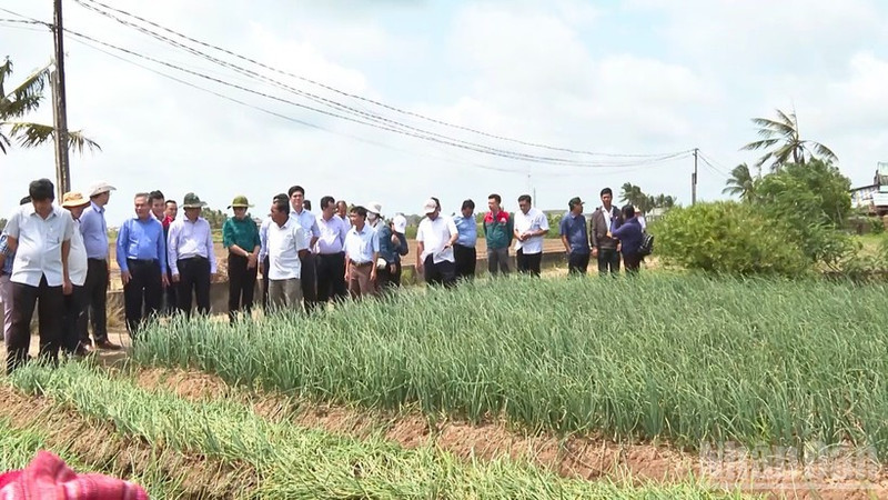 Experts and Can Tho leaders visit a shallot growing model in Vinh Chau Ward.