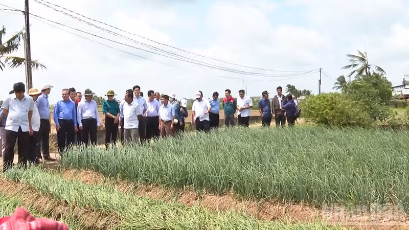 Experts and Can Tho leaders visit a shallot growing model in Vinh Chau Ward.