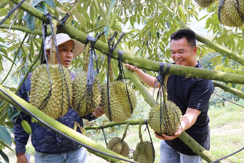 High-tech durian farming model at Sakura Farm in Dong Khanh Son commune, Khanh Hoa province. (Photo: VNA) 