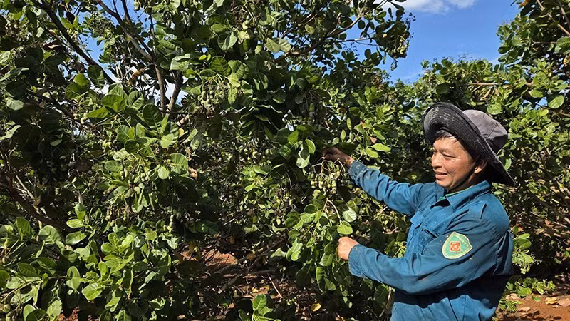 Farmers in Phu Rieng Commune (Dong Nai Province) tend cashew trees during the flowering period.