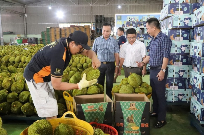 Packaging durian for export in Dak Lak. (Photo: Cong Ly)