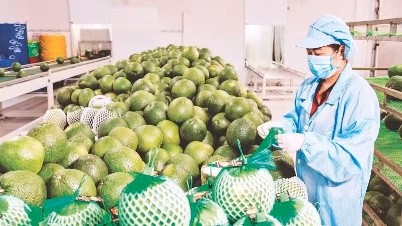 Packaging pomelos for export at Vina T&T Group. (Photo: MINH ANH)