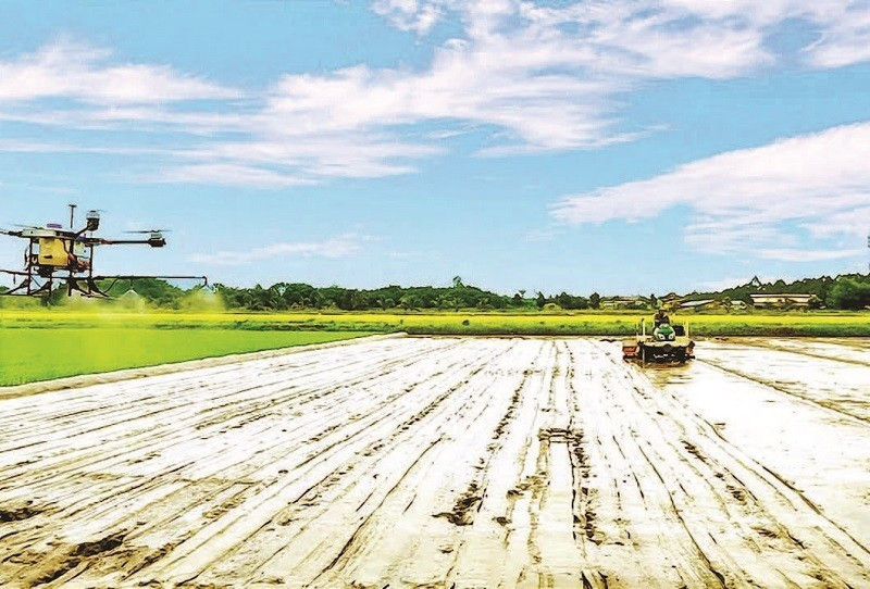 Mechanisation in high-quality rice cultivation at Tien Thuan Cooperative.