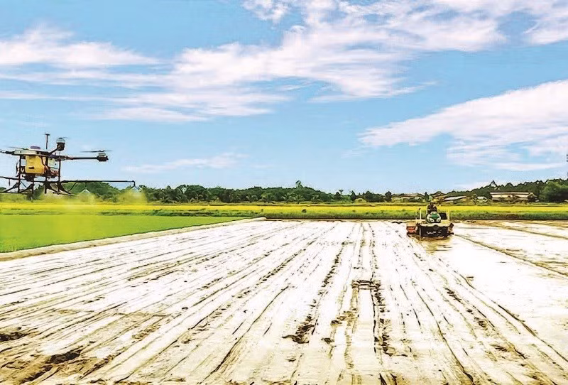 Mechanisation in high-quality rice cultivation at Tien Thuan Cooperative.