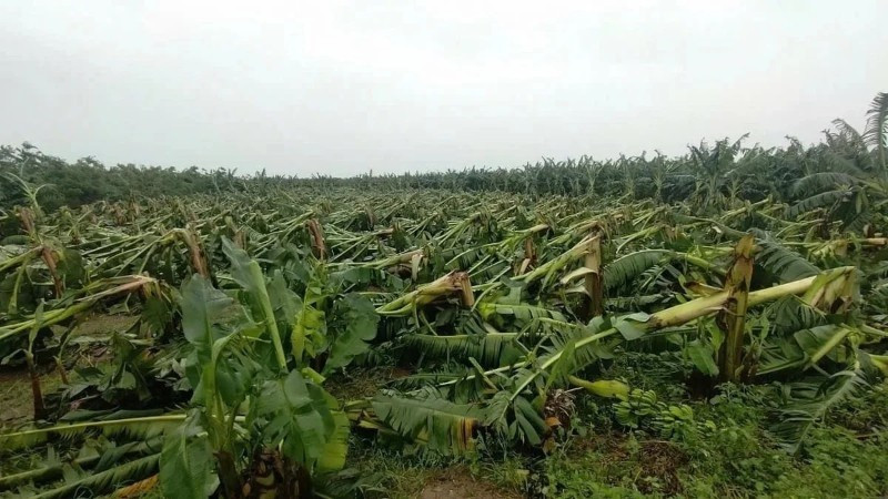 Application requirements for land rent exemptions and reductions on agricultural land areas affected by natural disasters are now clearly defined and simplified.