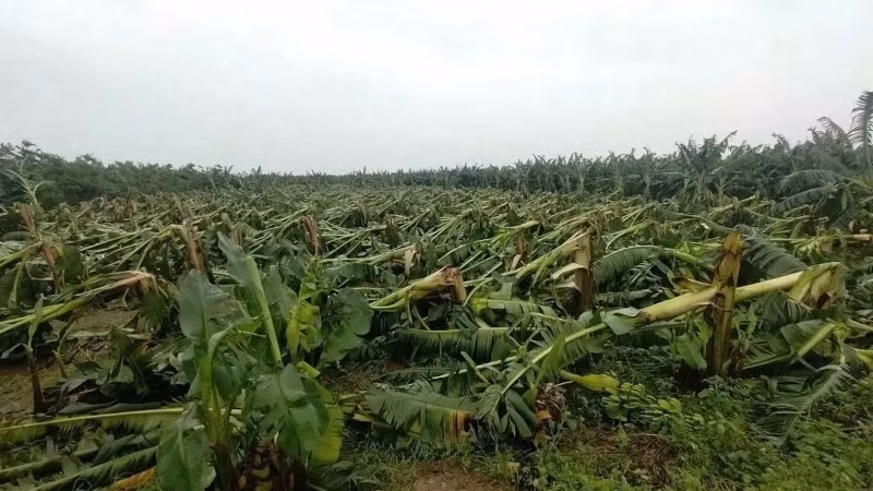 Application requirements for land rent exemptions and reductions on agricultural land areas affected by natural disasters are now clearly defined and simplified.