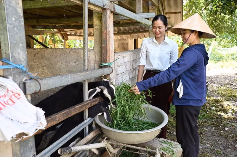 Goat farming aligns well with the conditions and farming practices of residents in flood-prone Huong Khe, Ha Tinh. (Photo: Duc Chien)
