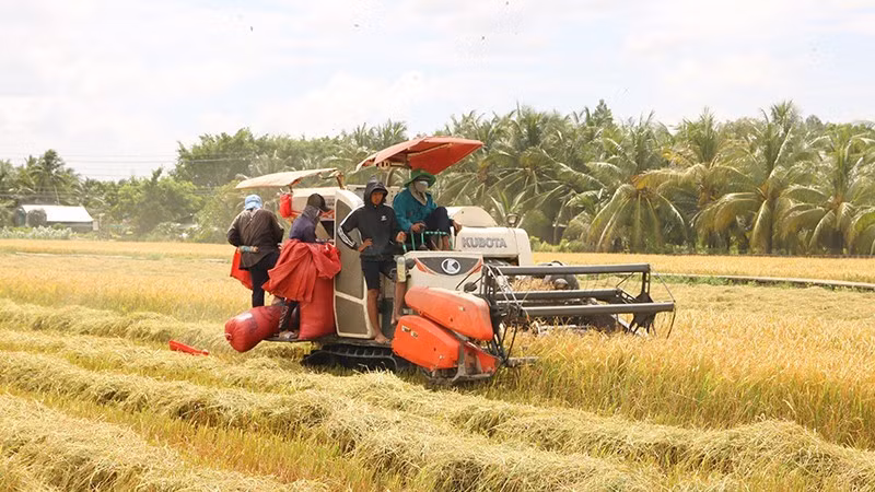 The Phat Tai Agricultural Cooperative in Chau Thanh Commune uses combined harvesters to reduce production costs.