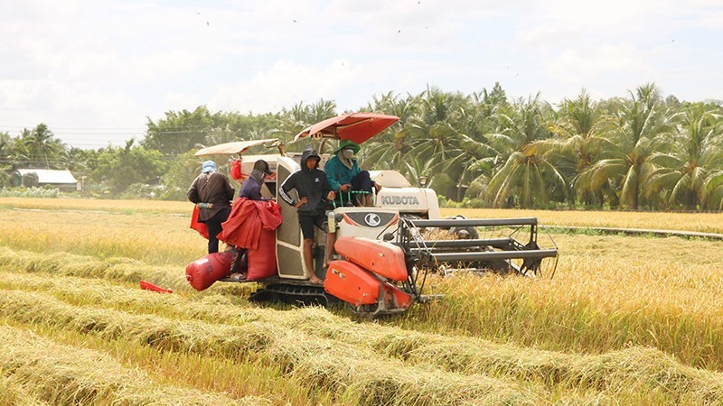 The Phat Tai Agricultural Cooperative in Chau Thanh Commune uses combined harvesters to reduce production costs.