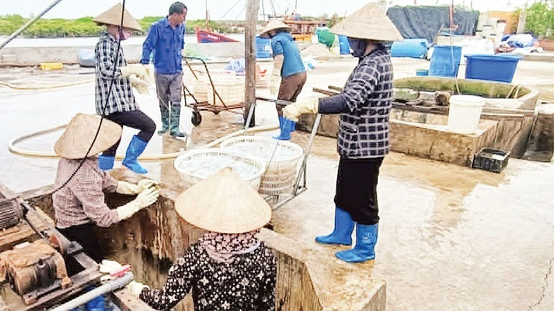 Jellyfish harvesting in Hung Phu Commune (Hung Yen Province).