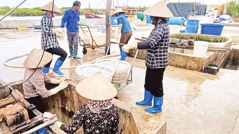 Jellyfish harvesting in Hung Phu Commune (Hung Yen Province).
