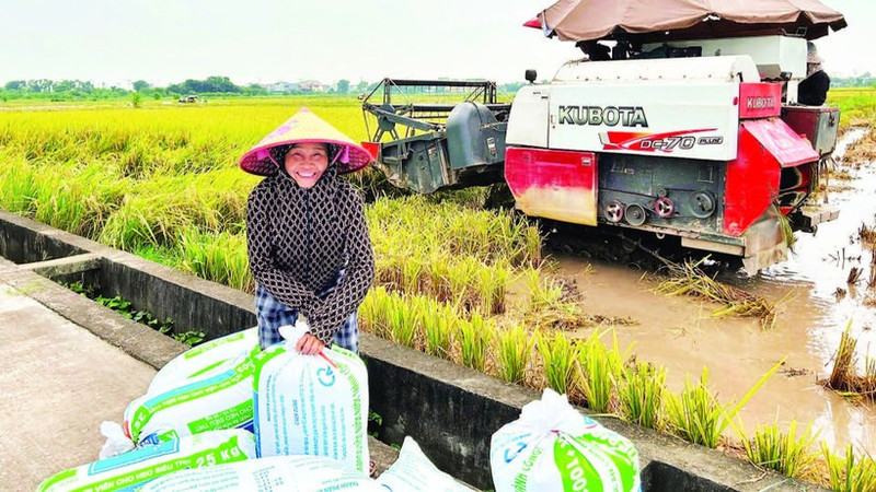Rice output from the Red River Delta contributes to ensuring food security.