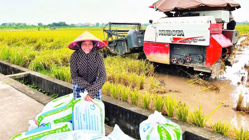 Rice output from the Red River Delta contributes to ensuring food security.