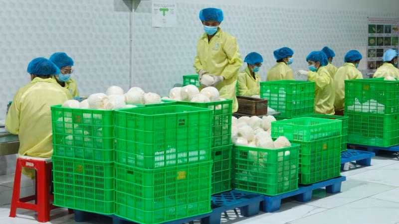 Packaging coconuts for export at an enterprise in Vinh Long Province. (Photo: Minh Anh)