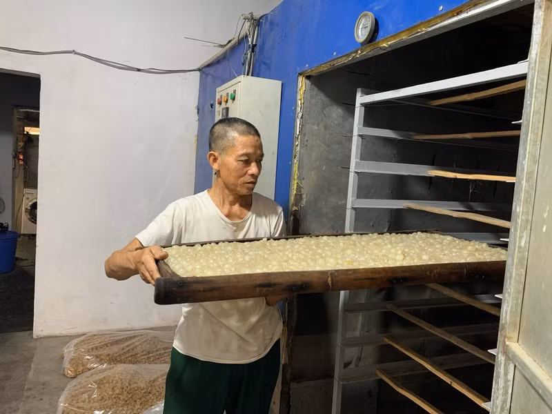 Longans with seeds removed are placed into the kiln for drying.