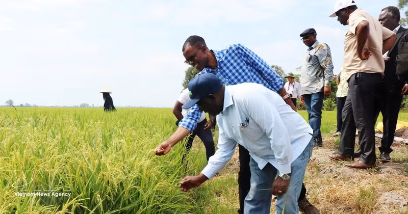 Zambia's Minister of Agriculture Reuben Mtolo Phiri learns about the OM19 rice variety grown at Tien Thuan cooperative in Thanh Quoi Commune, Can Tho. (Photo: VNA)