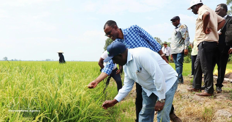 Zambia's Minister of Agriculture Reuben Mtolo Phiri learns about the OM19 rice variety grown at Tien Thuan cooperative in Thanh Quoi Commune, Can Tho. (Photo: VNA)