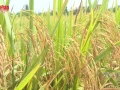 Video: High-quality, low-emission rice – A strategic pillar for 2026