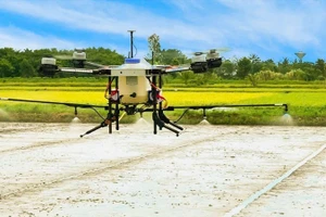 Farmers in Can Tho use drones to spray fertiliser and pesticides on high-quality rice fields.