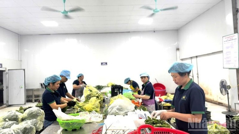 Workers of a cooperative in Ha Noi. (Photo: HNV) 27-10-b2.jpg