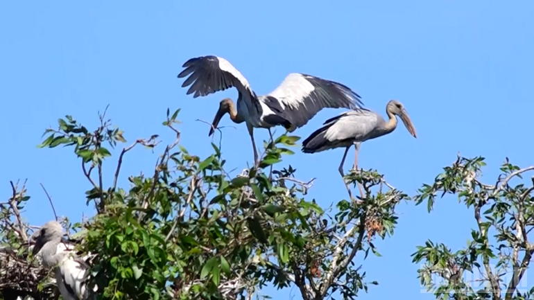 Rare birds such as the Giang Sen and Co Ran live in the Spring Tourist Area. 31-7-c3.png